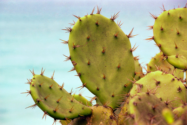 Le Mexique et ses cactus © pascal barreiro 1998